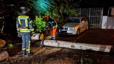 Baum auf Fahrbahn - #4 Juni 2021