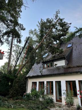 Baum auf Gebäude - #3 Juni 2021