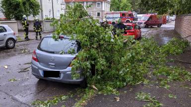 Baum auf PKW - #2 Juni 2021