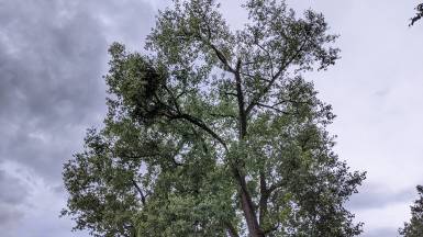 Baum auf PKW - #2 Juni 2021