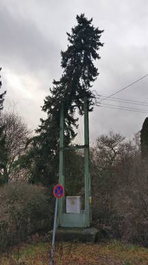 Baum in Stromleitung_1