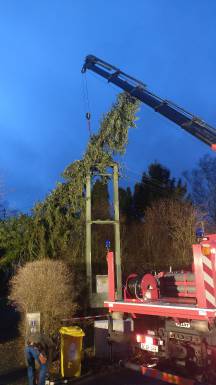 Baum in Stromleitung_5