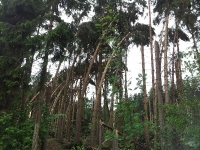 19-IMG_0426